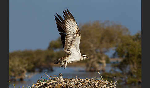 Fischadler (Pandion haliaetus)