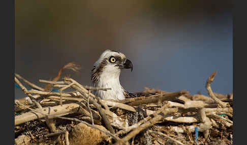 Fischadler (Pandion haliaetus)