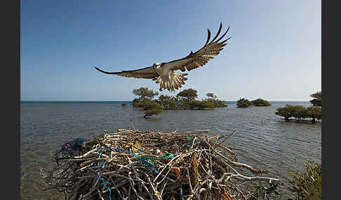 Fischadler (Pandion haliaetus)