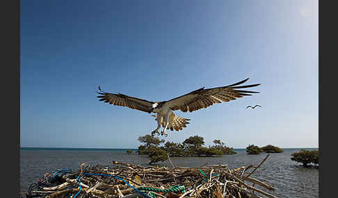 Fischadler (Pandion haliaetus)