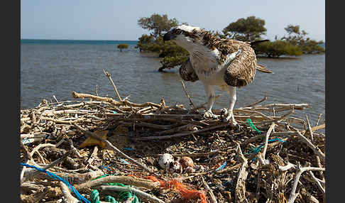 Fischadler (Pandion haliaetus)