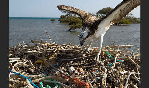 Fischadler (Pandion haliaetus)