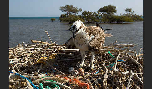 Fischadler (Pandion haliaetus)