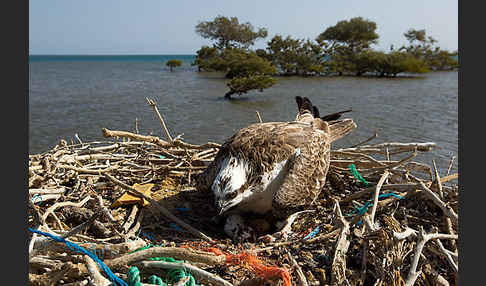 Fischadler (Pandion haliaetus)