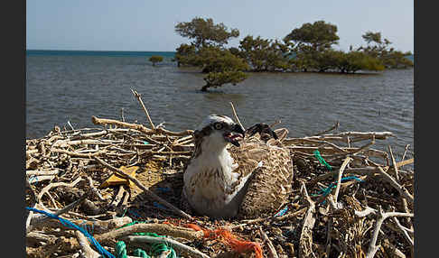 Fischadler (Pandion haliaetus)