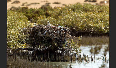 Fischadler (Pandion haliaetus)