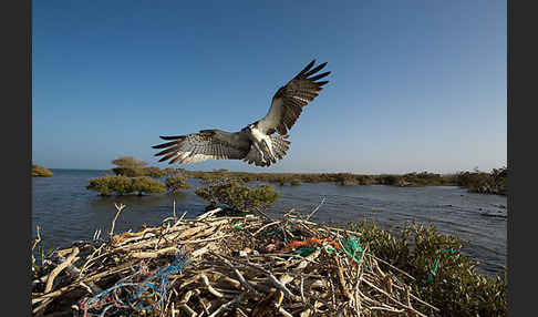 Fischadler (Pandion haliaetus)