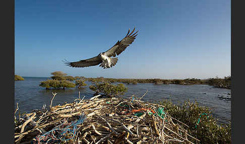 Fischadler (Pandion haliaetus)