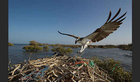 Fischadler (Pandion haliaetus)