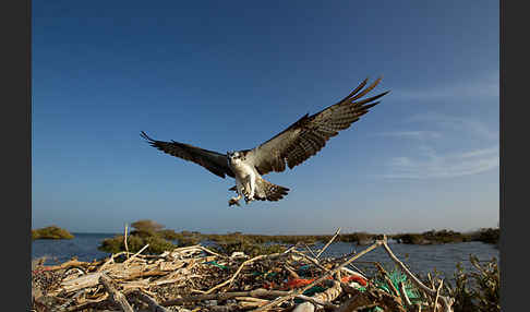 Fischadler (Pandion haliaetus)