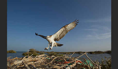Fischadler (Pandion haliaetus)