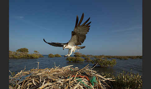 Fischadler (Pandion haliaetus)