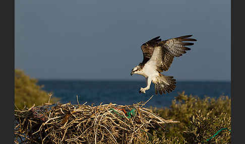 Fischadler (Pandion haliaetus)