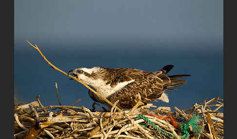 Fischadler (Pandion haliaetus)