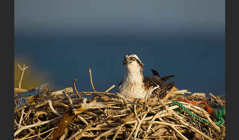 Fischadler (Pandion haliaetus)