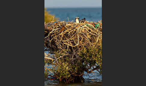 Fischadler (Pandion haliaetus)