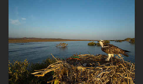 Fischadler (Pandion haliaetus)