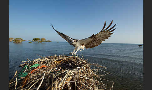 Fischadler (Pandion haliaetus)