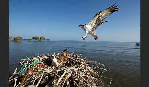 Fischadler (Pandion haliaetus)