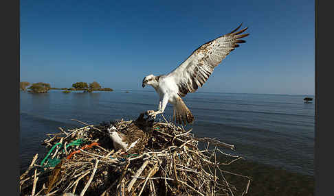 Fischadler (Pandion haliaetus)