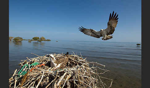 Fischadler (Pandion haliaetus)