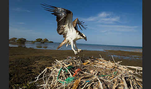 Fischadler (Pandion haliaetus)