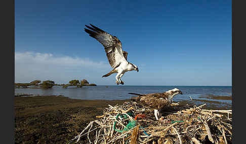 Fischadler (Pandion haliaetus)