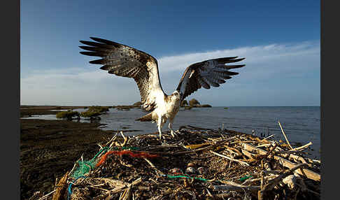 Fischadler (Pandion haliaetus)