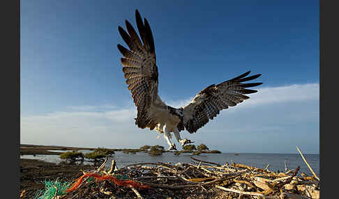 Fischadler (Pandion haliaetus)