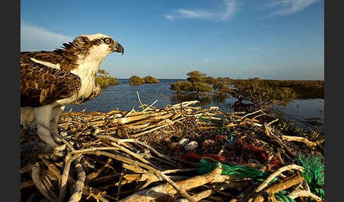 Fischadler (Pandion haliaetus)