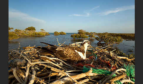 Fischadler (Pandion haliaetus)