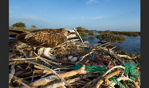 Fischadler (Pandion haliaetus)