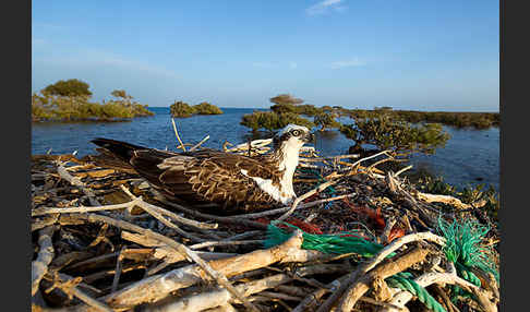 Fischadler (Pandion haliaetus)