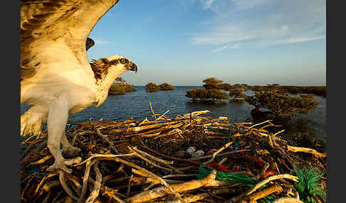 Fischadler (Pandion haliaetus)