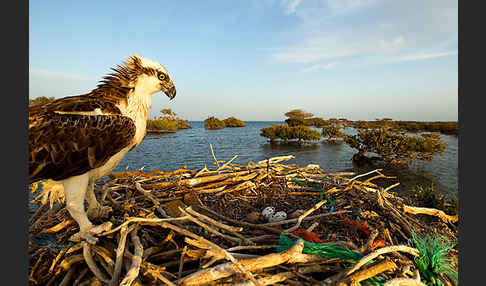 Fischadler (Pandion haliaetus)