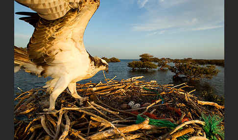 Fischadler (Pandion haliaetus)