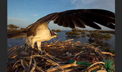 Fischadler (Pandion haliaetus)