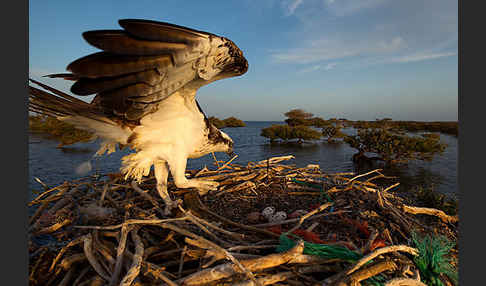 Fischadler (Pandion haliaetus)