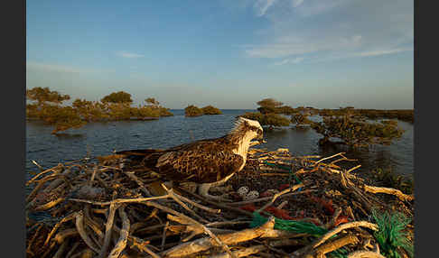 Fischadler (Pandion haliaetus)