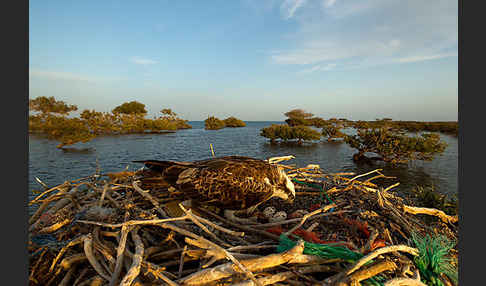 Fischadler (Pandion haliaetus)