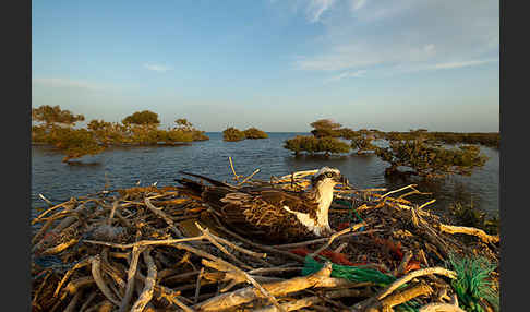 Fischadler (Pandion haliaetus)