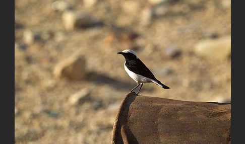 Schwarzrückensteinschmätzer (Oenanthe lugens)