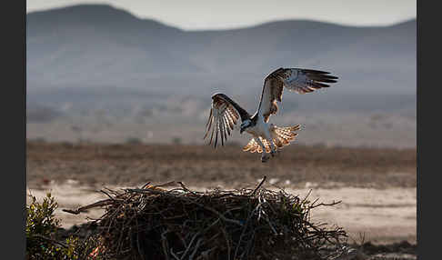 Fischadler (Pandion haliaetus)