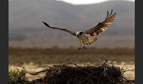 Fischadler (Pandion haliaetus)