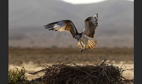 Fischadler (Pandion haliaetus)