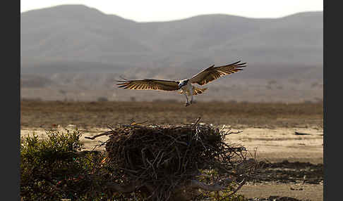 Fischadler (Pandion haliaetus)