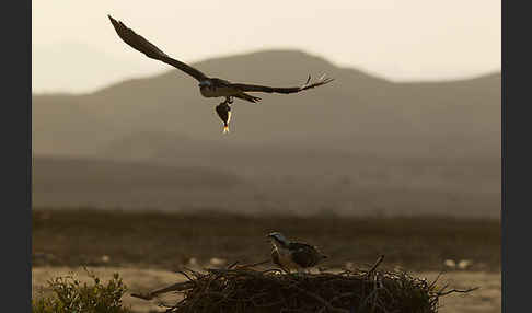 Fischadler (Pandion haliaetus)