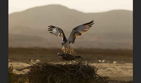 Fischadler (Pandion haliaetus)