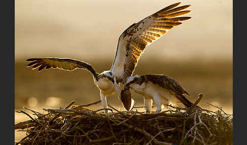 Fischadler (Pandion haliaetus)