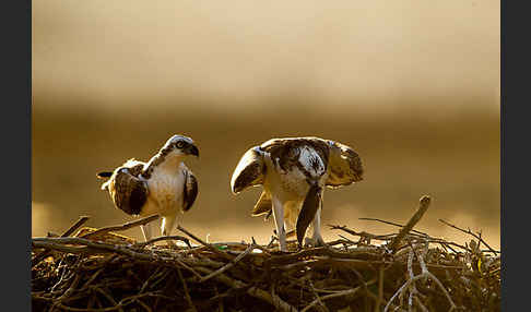 Fischadler (Pandion haliaetus)